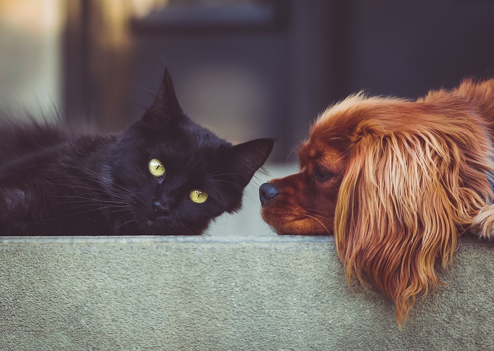 Liggende zwarte kat en bruine hond