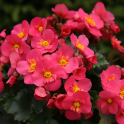Begonia roze bloem