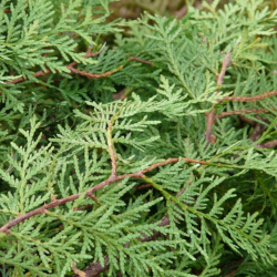 Lichtgroene levensboom close up