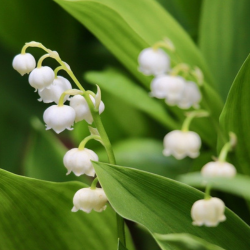 Lelietje-van-dalen witte bloemen