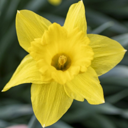 Narcis