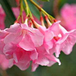 Roze oleander