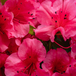 Roze rhododendron