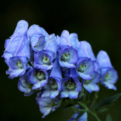 Blauw monnikskap paarse bloem