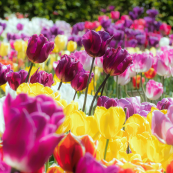 Roze en paarse tulpen