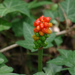 Groene aronskelk
