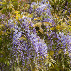 Blauweregen