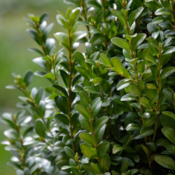 Buxus tak