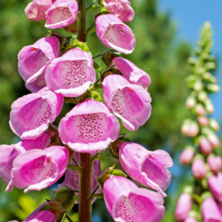 Streng met vingerhoedskruid paarse bloem