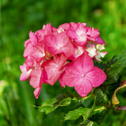 Roze hortensia
