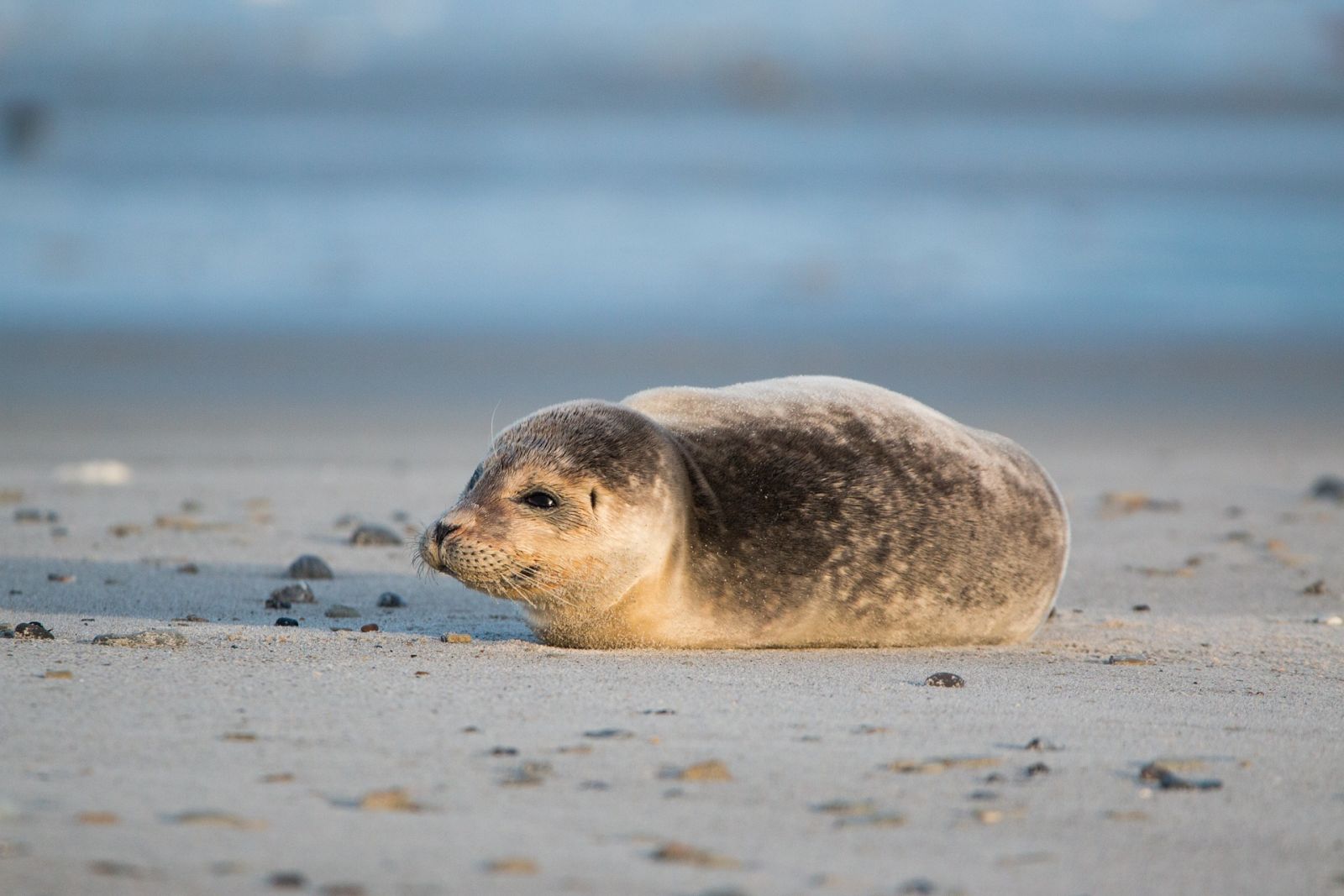 Gewone zeehond