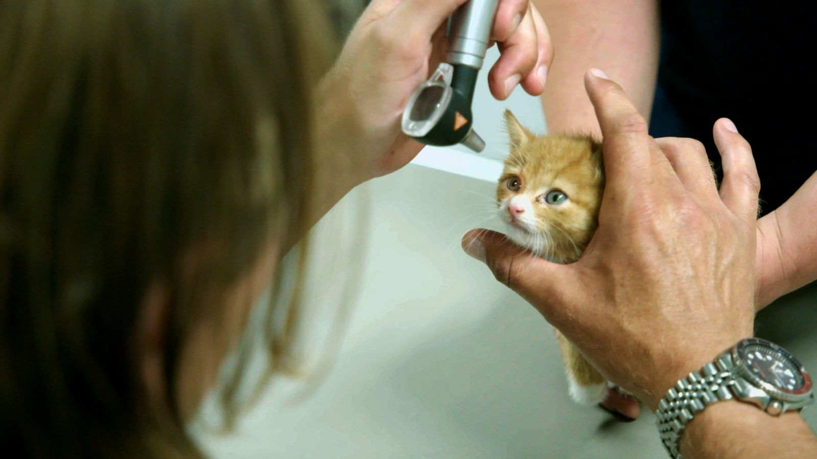 Een kitten wordt onderzocht nadat deze naar het dierenasiel is gebracht