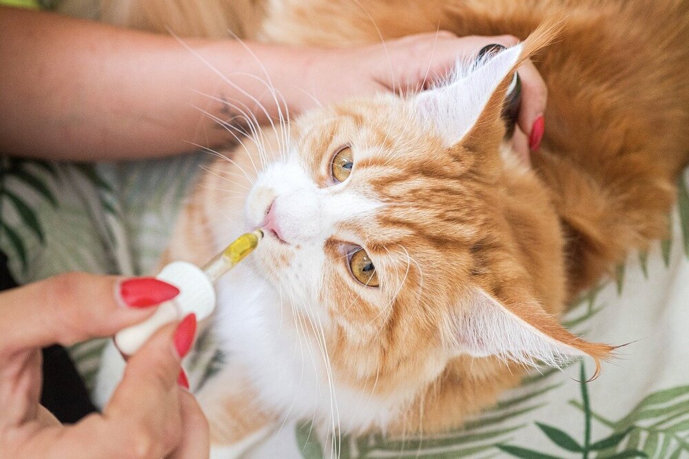 Medicijnen toedienen bij honden of katten