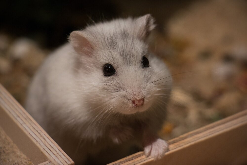 Hoe weet ik of mijn hamster in winterslaap is?