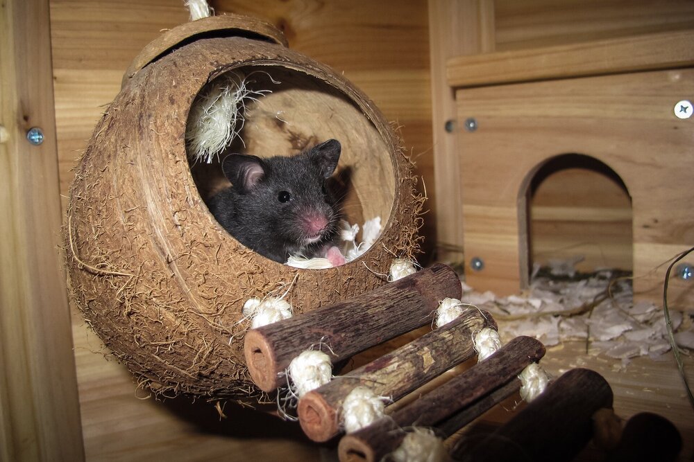Hamsterscaping en kooiverrijking voor je hamster