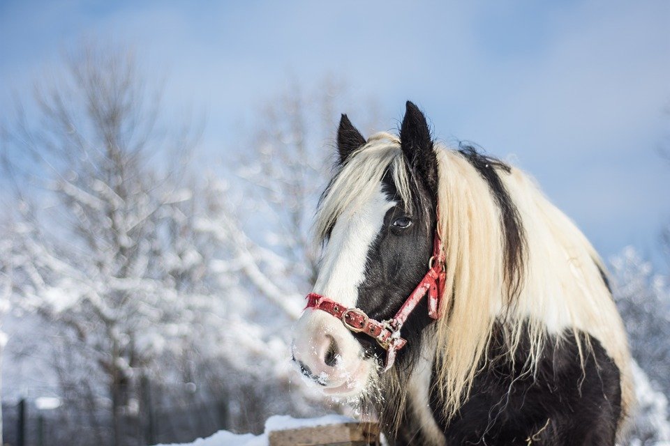 Help paarden en pony's de winter door