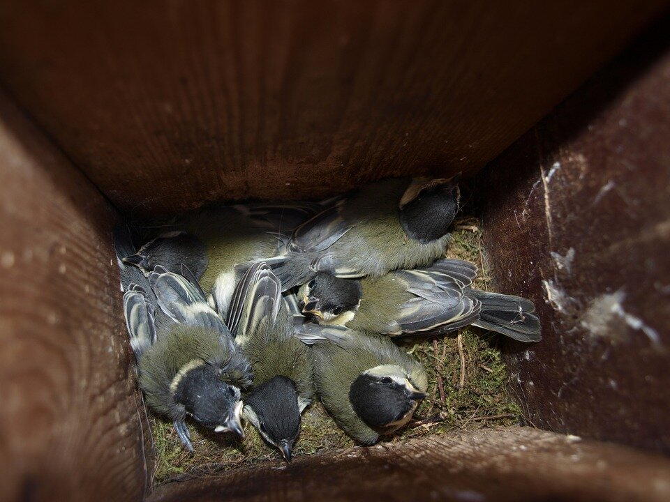 Hoe help je jonge vogels de hitte door?