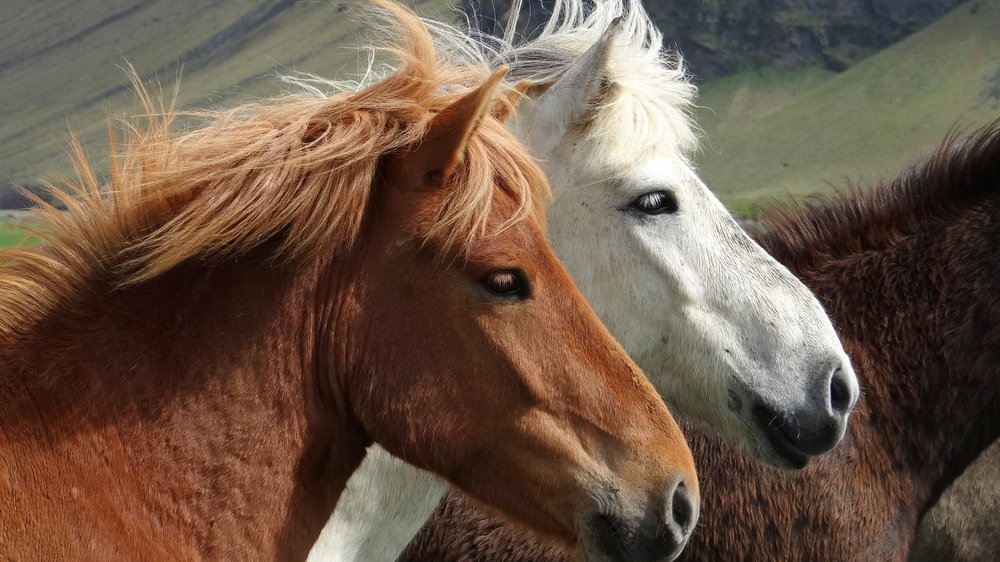 Tips voor paarden op warme dagen