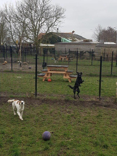 2 honden spelen in speelveld
