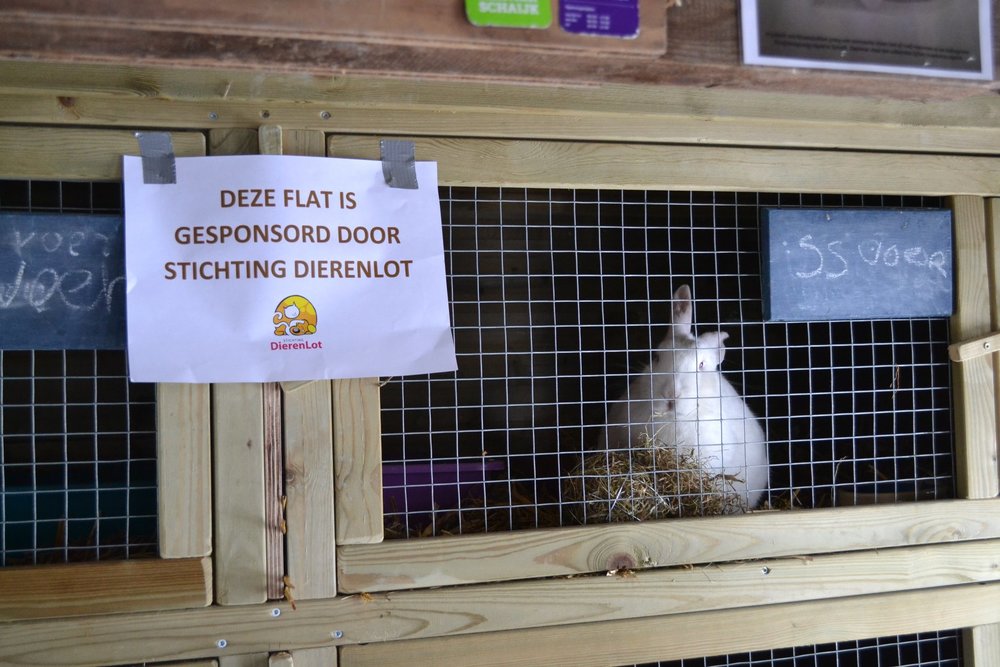 platform buffet schroef Nieuwe konijnenflat bij konijnenopvang Hazel | Stichting DierenLot