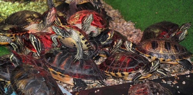 Roodwang schildpadden mogen op dit moment niet meer uitgeplaatst worden en blijven dus voor altijd in de overvolle opvang