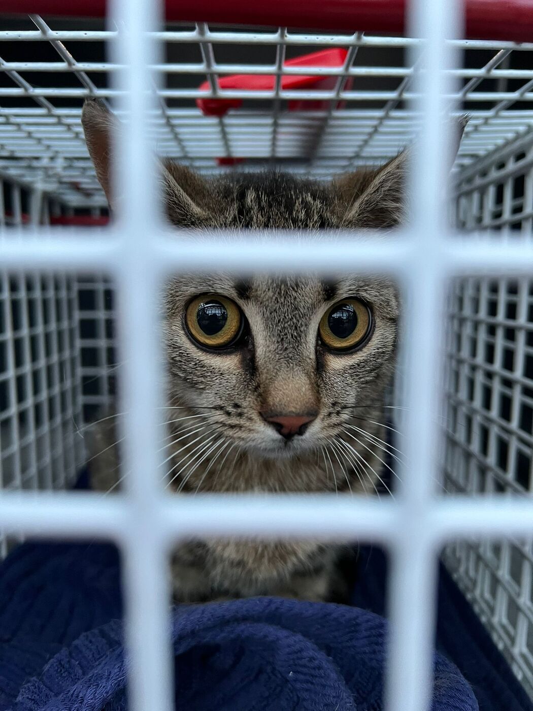 Kat in vangkooi