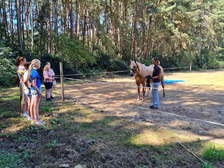 Coaching sessie paarden