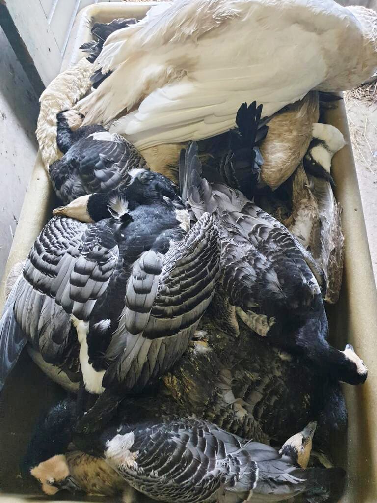 vogelgriep ruimen slachtoffers
