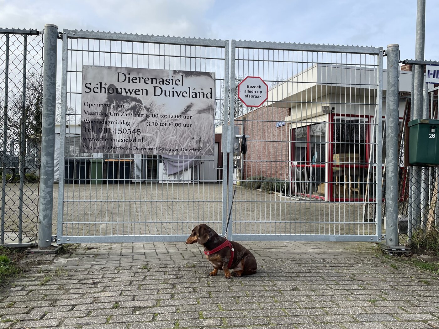 Hond wacht braaf bij het nieuwe hek van Dierenasiel Schouwen-Duiveland