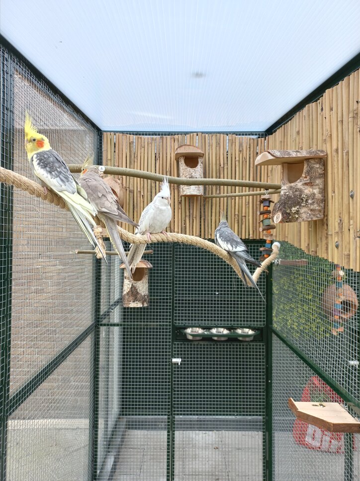 Vogels in hun nieuwe verblijf bij Limburg
