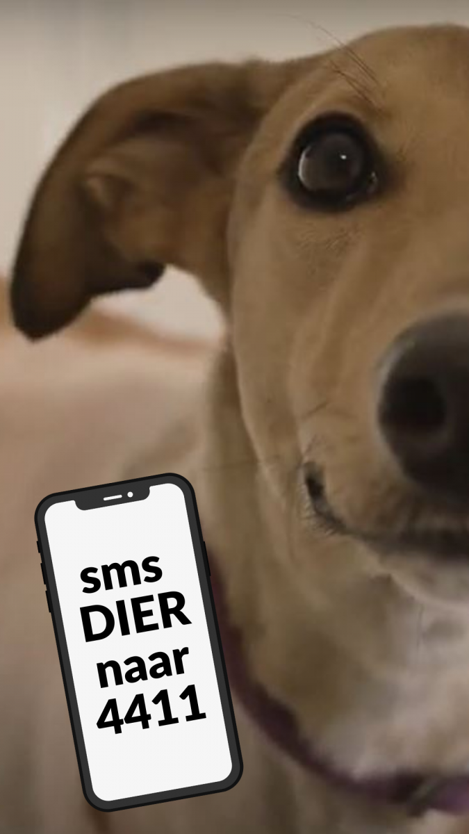 Hond met over de foto een mobiel afgebeeld met tekst