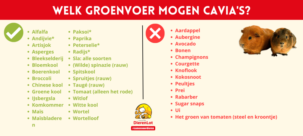Welke groentesoorten mag mijn cavia?