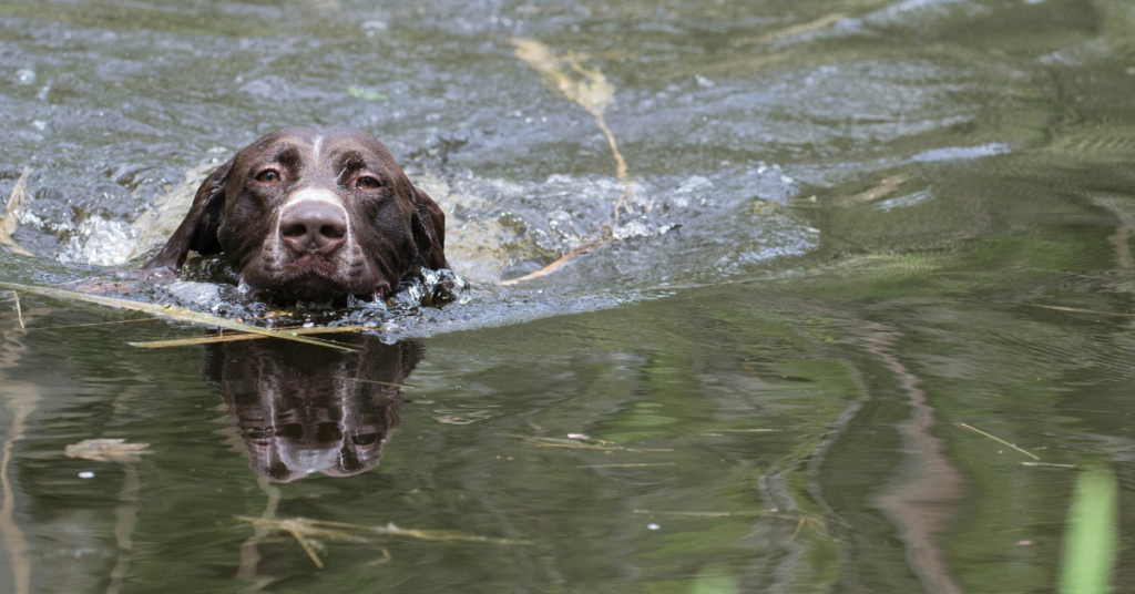 Hond zwemmen zomer