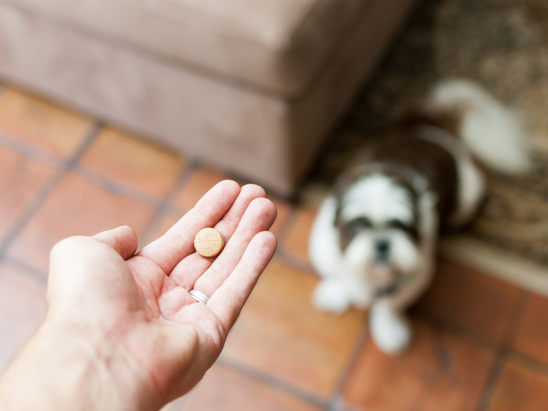 pil geven aan hond