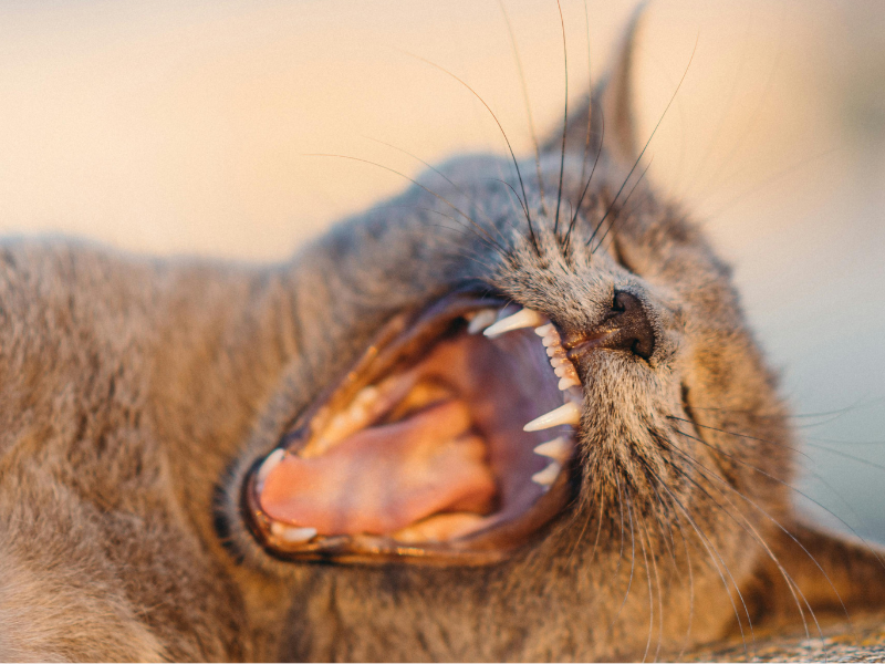 gebitsbehandeling bij hond en kat