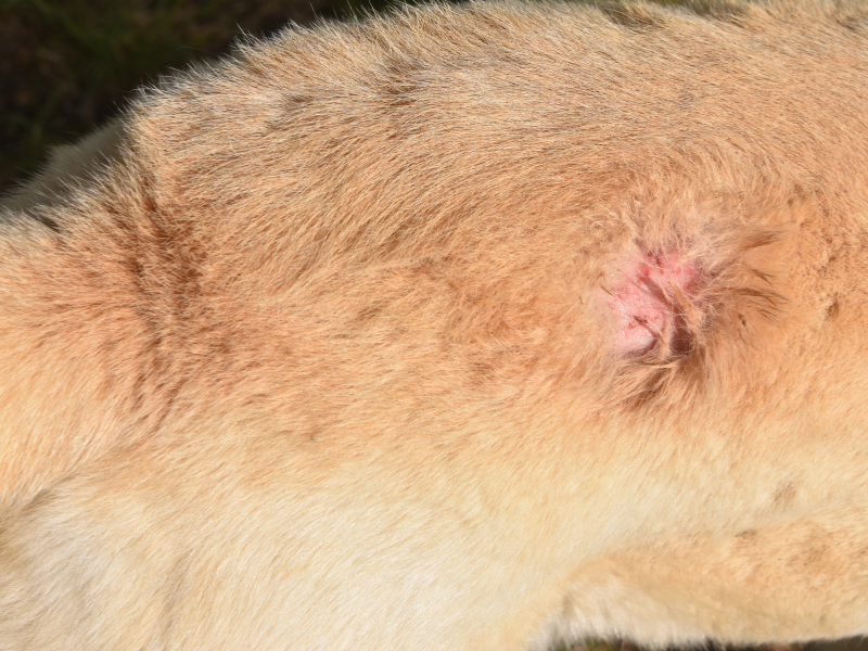 Bloeding hond kat