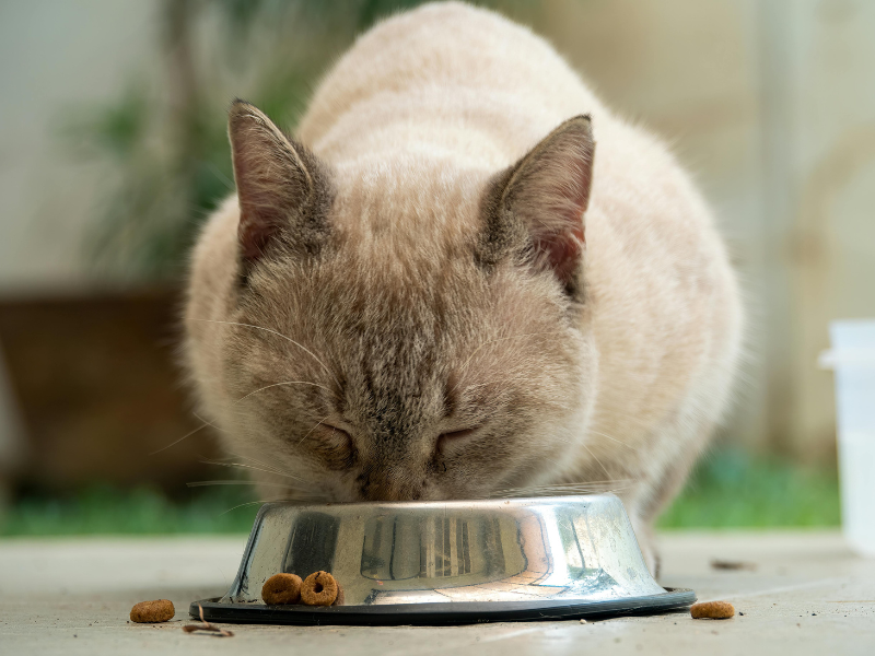 Voedselallergie bij je huisdier: kat eet brokken