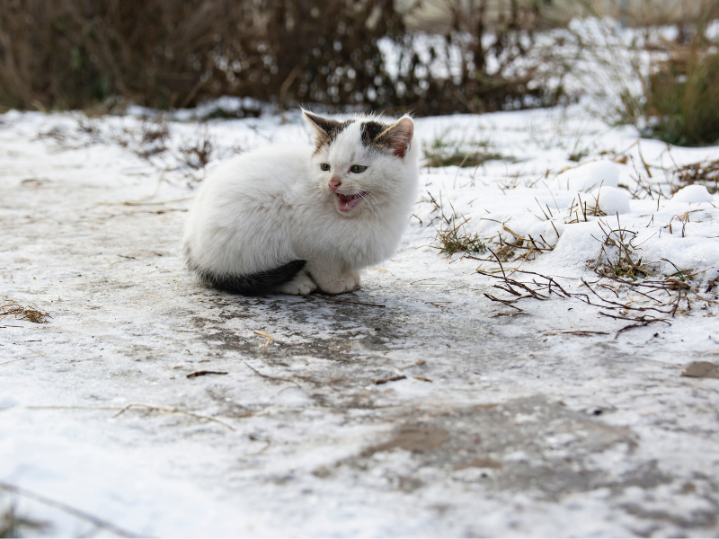 kitten in de sneeuw: onderkoeling bij je huisdier