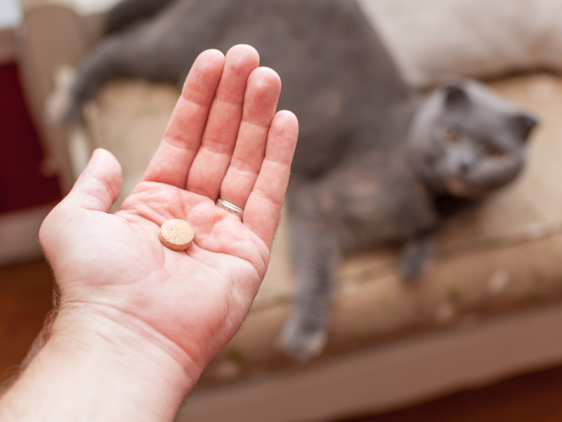 ontwormen bij hond en kat