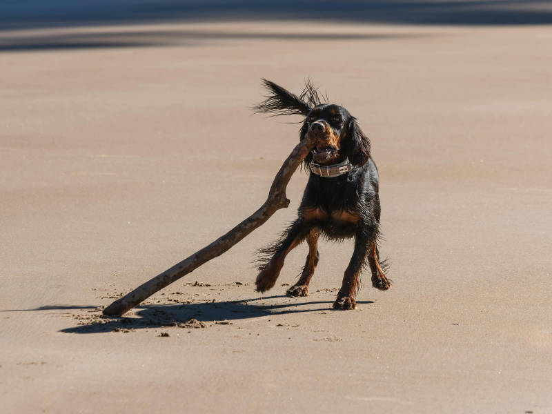 Hond speelt met stok: symptomen verwondingen