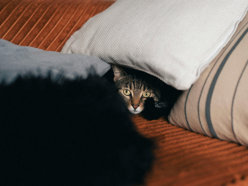 hond of kat gedraagt zich opeens anders