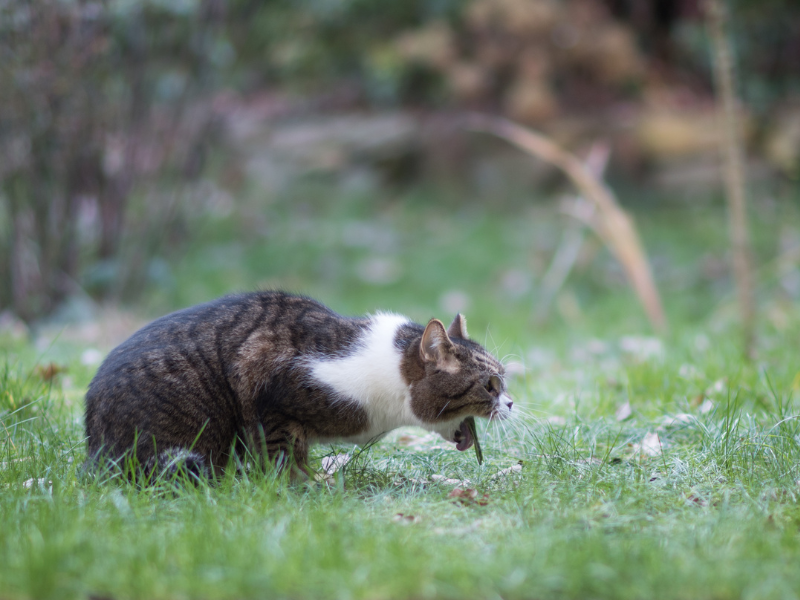 Kat braakt door vergiftiging