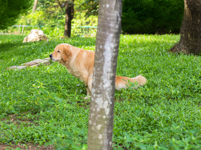 Diarree bij je hond