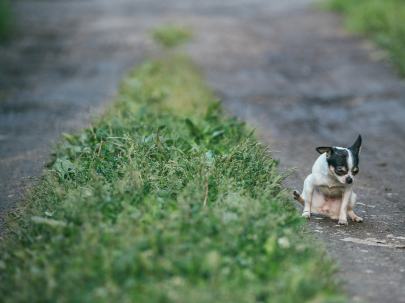 Sleetje rijden hond