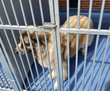 hond in asiel