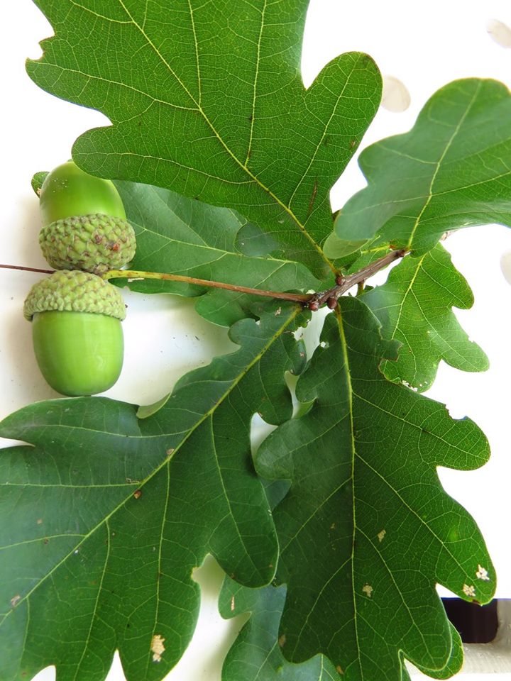Groene eikels giftig voor dieren