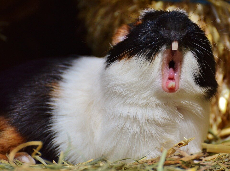 Cavia laat zijn tanden zien