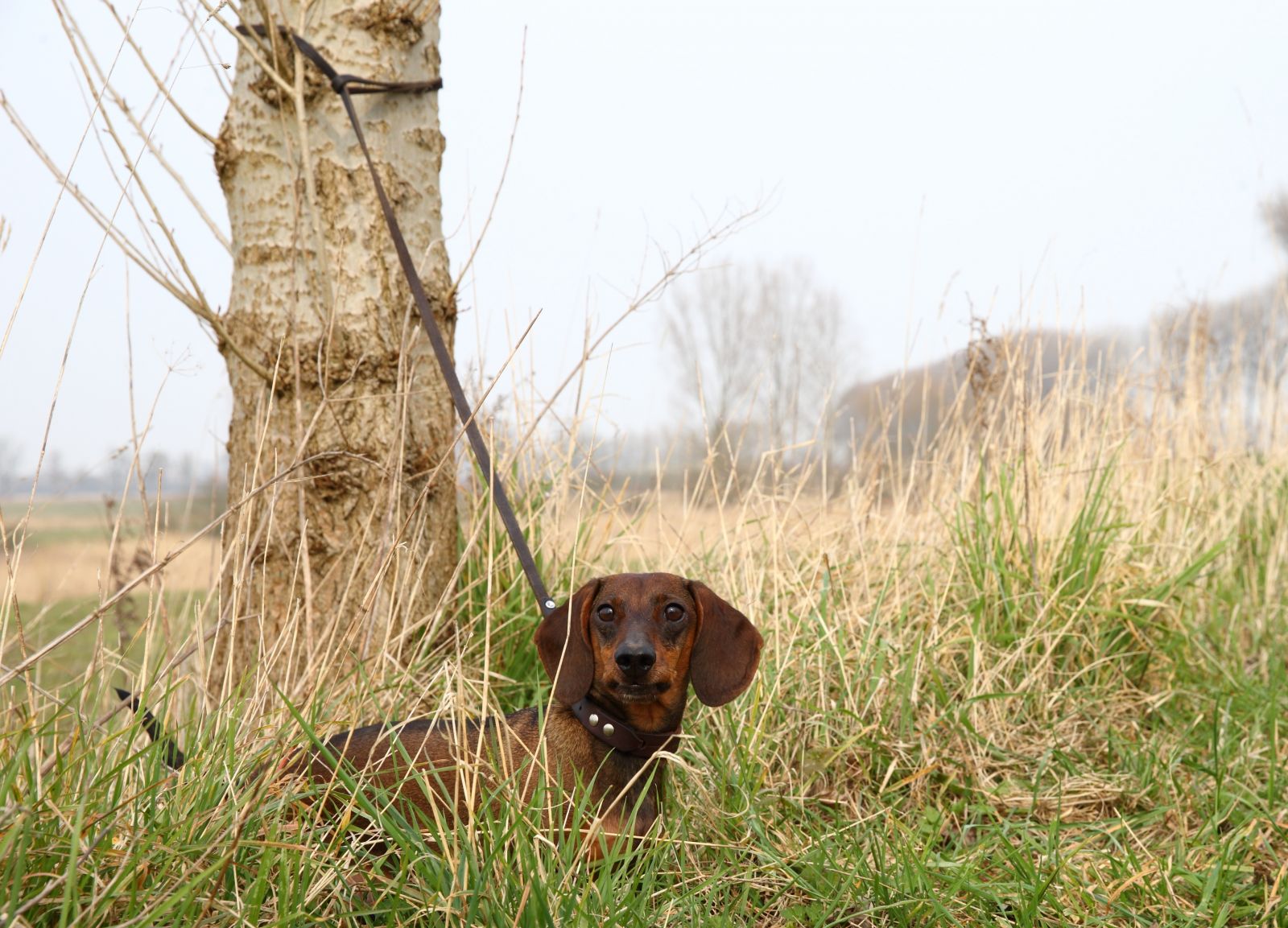 Hond aan boom aangelijnd