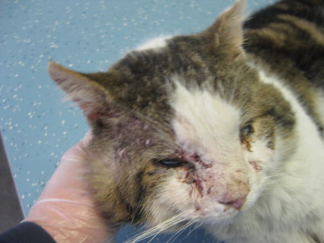 dierenmishandeling bij een kat