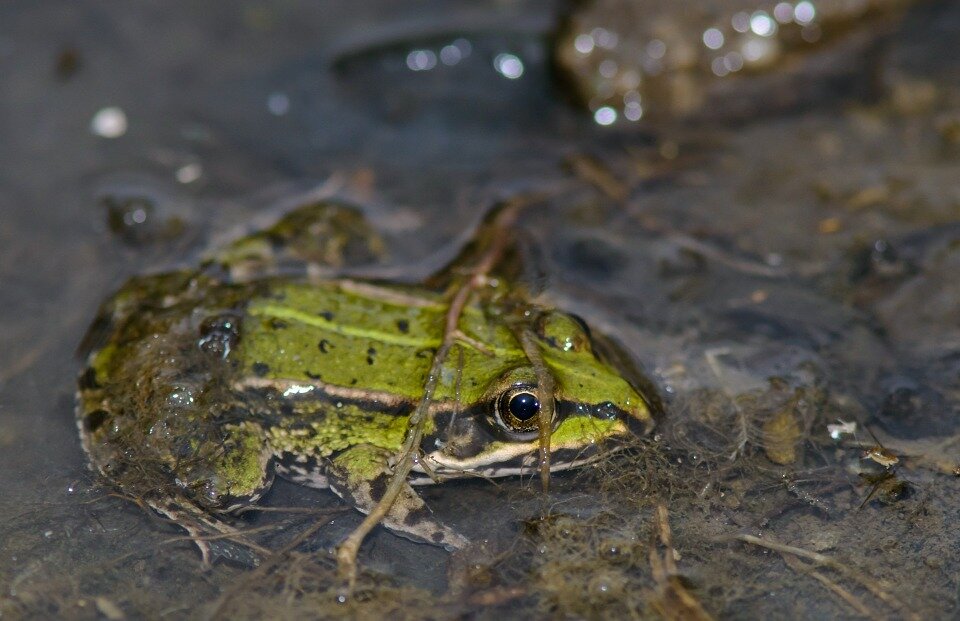 Kikker in het water